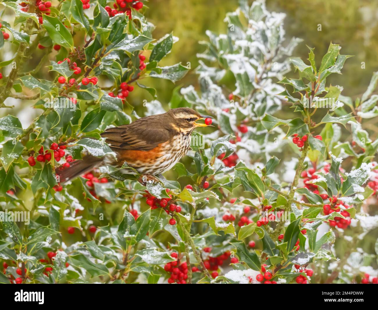 Ein Rotflügelvogel, Turdus iliacus, der sich von einer Froststlöhle, Ilex aquifolium, ernährt und eine rote Ilex-Beere in den Schnabel nimmt, Rheinland, Deutschland Stockfoto