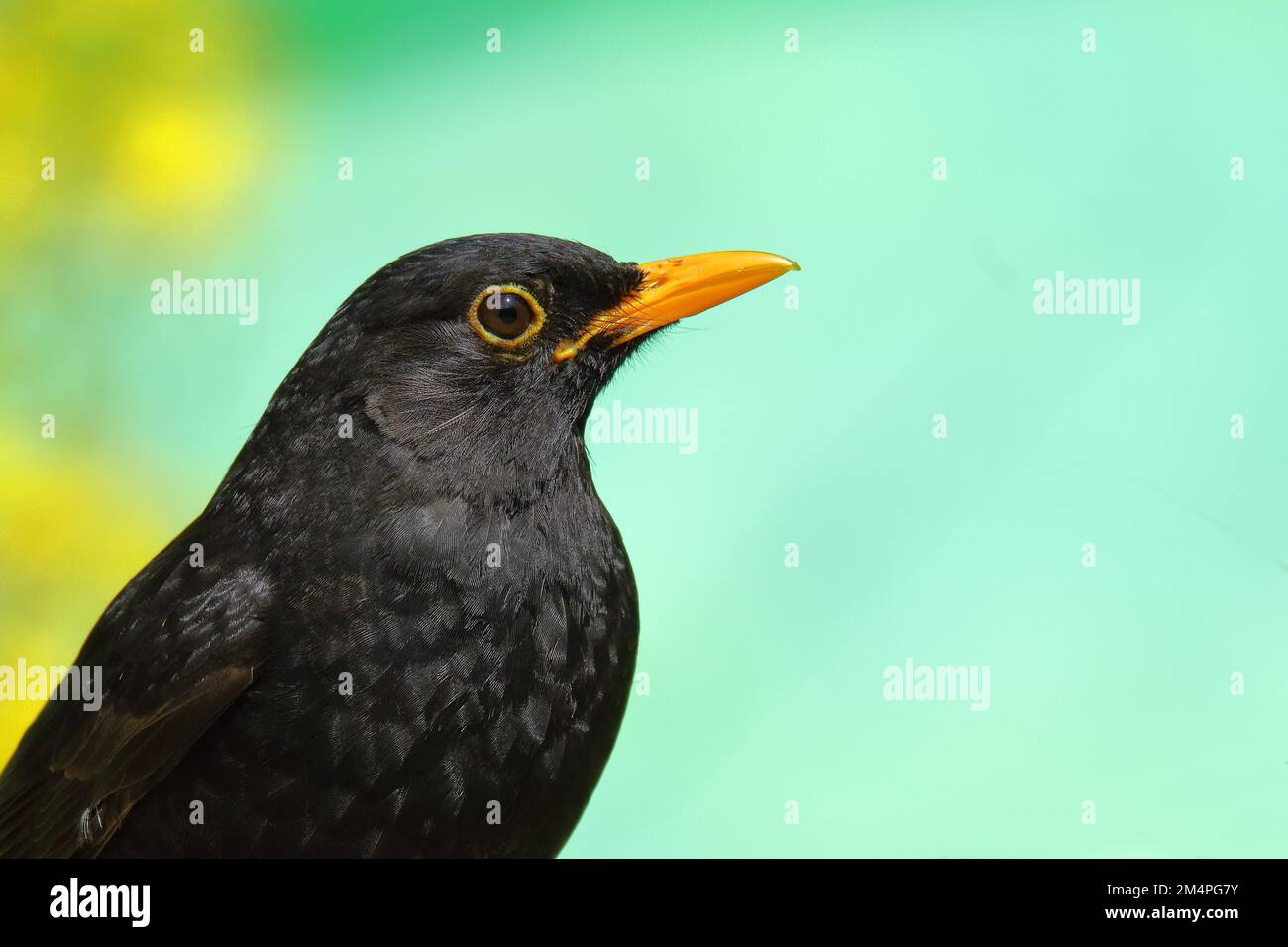 Blackbird (Turdus merula), männlich, Tierporträt Seitenansicht, Wilnsdorf, Nordrhein-Westfalen, Deutschland Stockfoto