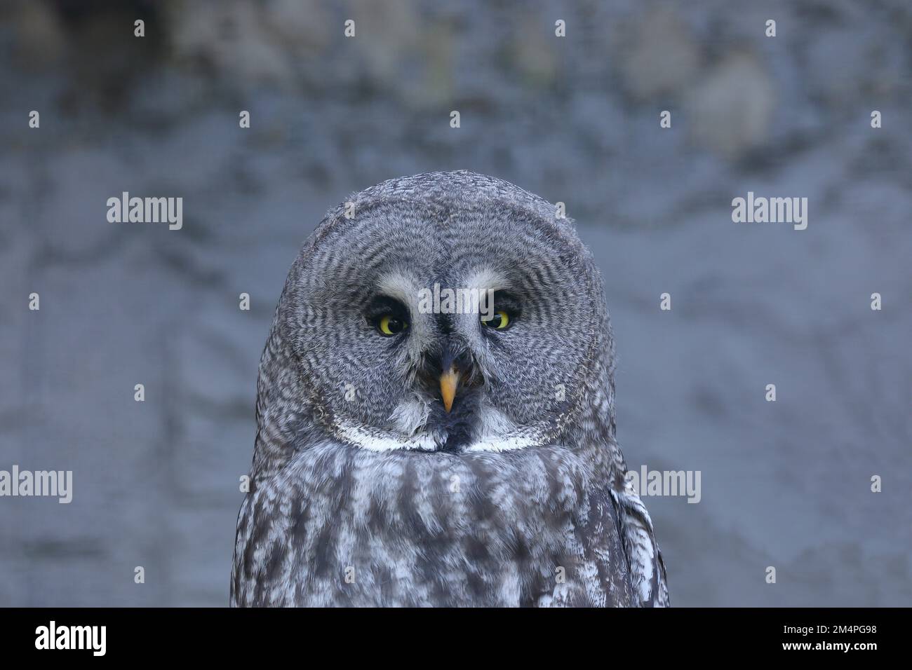 Große Graue Eule (Strix nebulosa), Tierporträt Frontalansicht, gefangen, Hessen, Deutschland Stockfoto