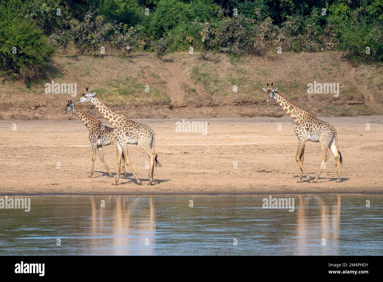 Rhodesische Giraffe (Giraffa camelopardalis thornicrofti), 3 Tiere, die entlang des Flussufers, Süd-Luangwa, Sambia spazieren Stockfoto