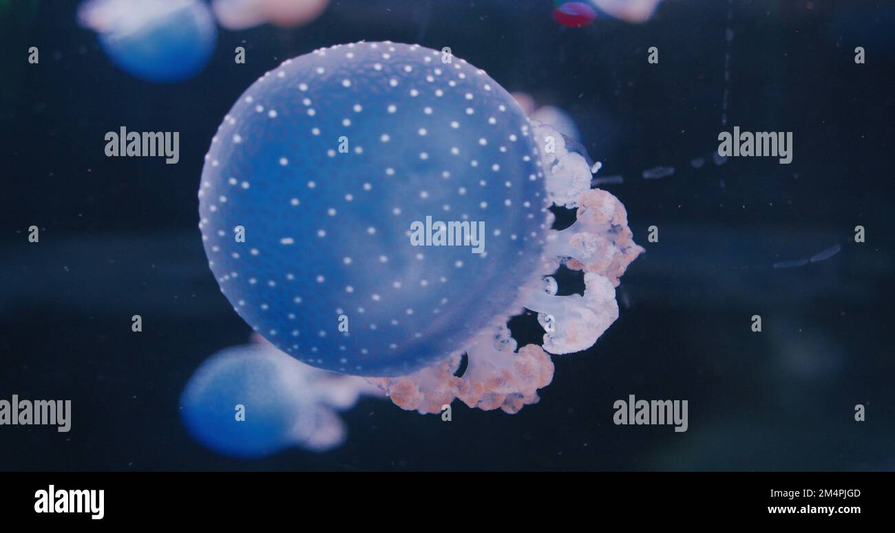Atlantische Seekesselquallen in der Wildnis. Gruppe der schwimmenden leuchtenden Wirbellosen. Stockfoto