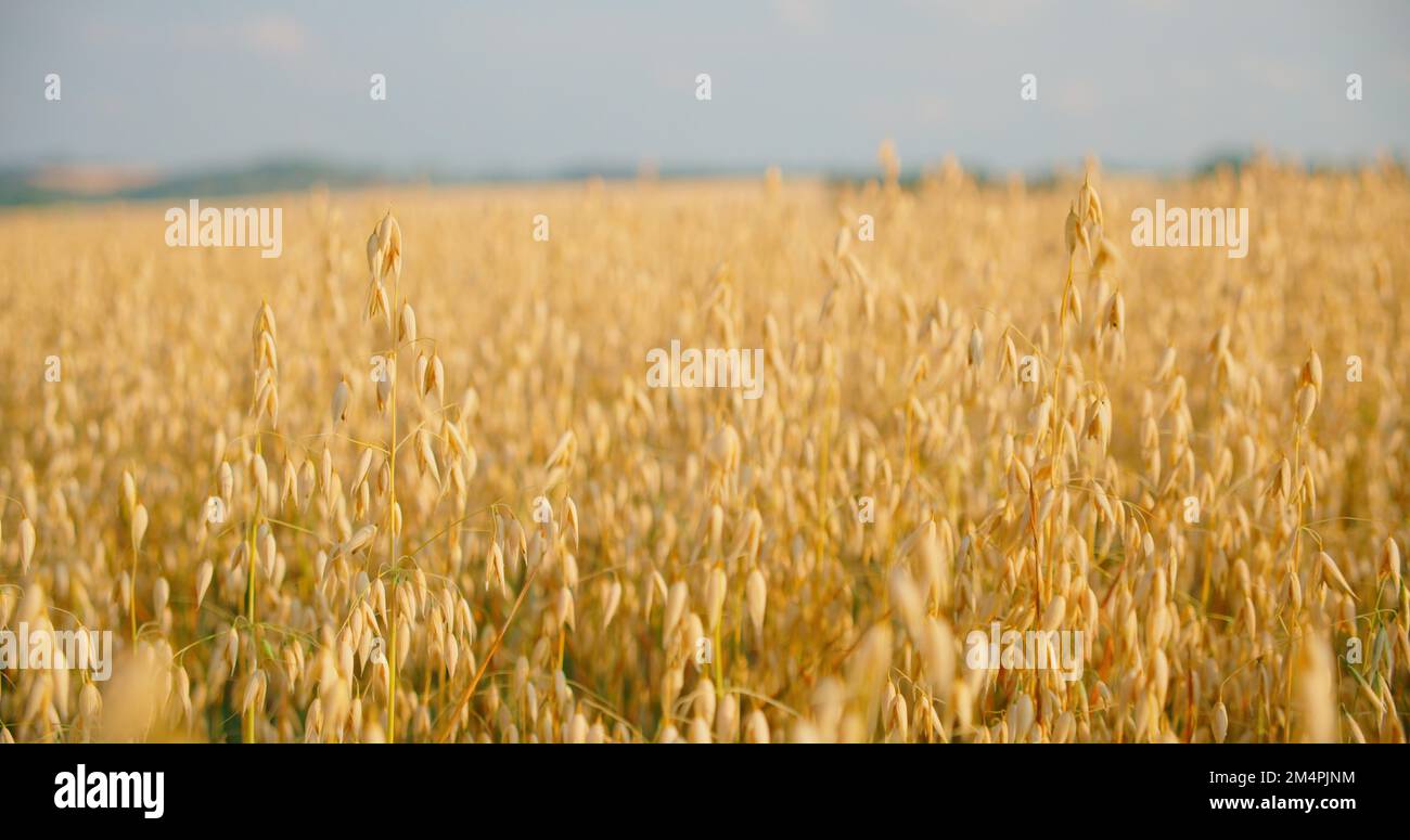 Der Begriff der Landwirtschaft. Sonnenlicht. Unscharfer Hintergrund. Erntegut ist bereit für die Ernte. Deutschland. Blauer Himmel. In Echtzeit. Nahaufnahme reifer goldener Ohren Stockfoto
