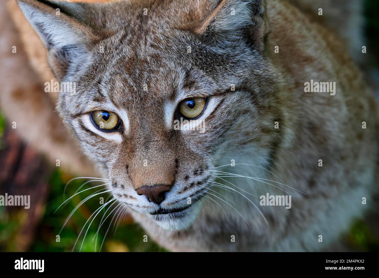 Eurasischer Luchs (Luchs Lynx) beobachtet aufmerksam, Tierporträt, Gefangener, Deutschland Stockfoto