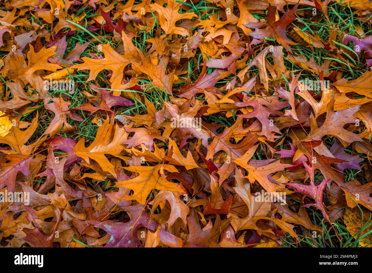 Im Herbst liegen die bunten Blätter einer Nadeleiche (Quercus palustris) in Hannover, Niedersachsen, Deutschland, auf dem Boden Stockfoto