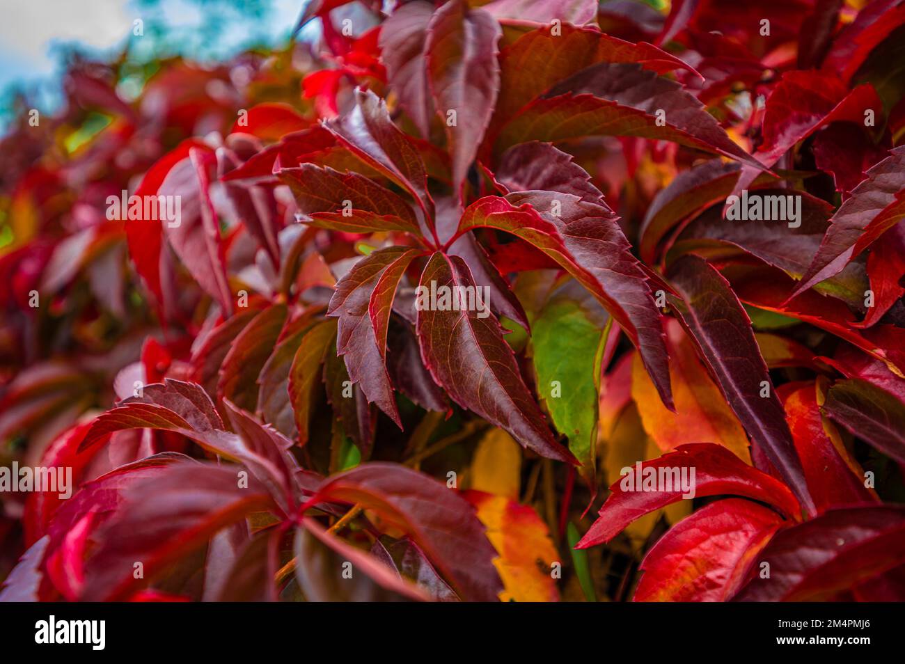 Der virginia-Kriecher (Parthenocissus quinquefolia) verwandelt seine Blätter im Herbst in Hannover, Niedersachsen, Deutschland, in ein dunkles, helles Rot Stockfoto