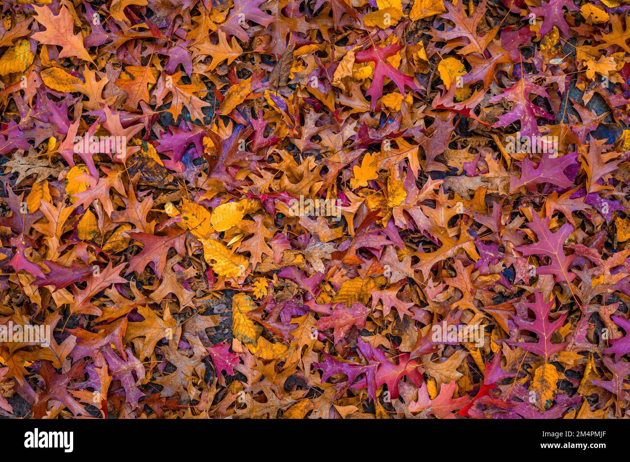 Im Herbst liegen die bunten Blätter einer Nadeleiche (Quercus palustris) in Hannover, Niedersachsen, Deutschland, auf dem Boden Stockfoto