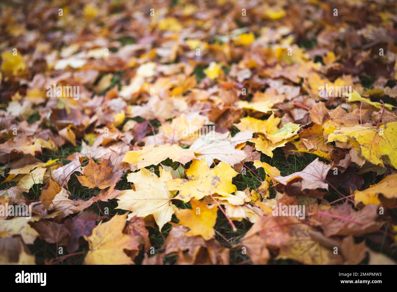 Herbstliche Herbstblätter, groß, Baden-Württemberg, Deutschland Stockfoto