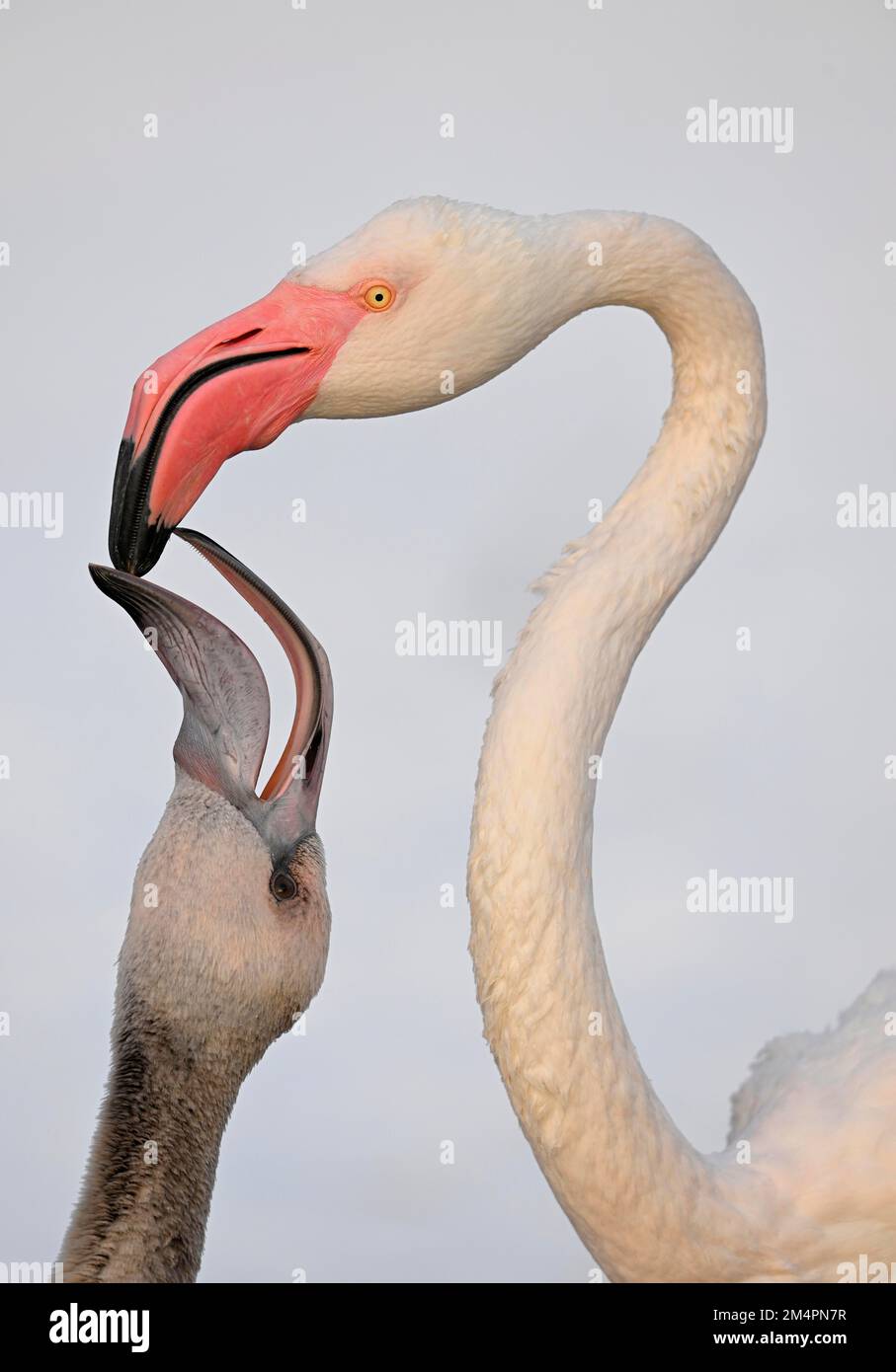 Großer Flamingo (Phoenicopterus ruber roseus), gefangener, jugendlicher Bettler, lässt sich füttern, Deutschland Stockfoto