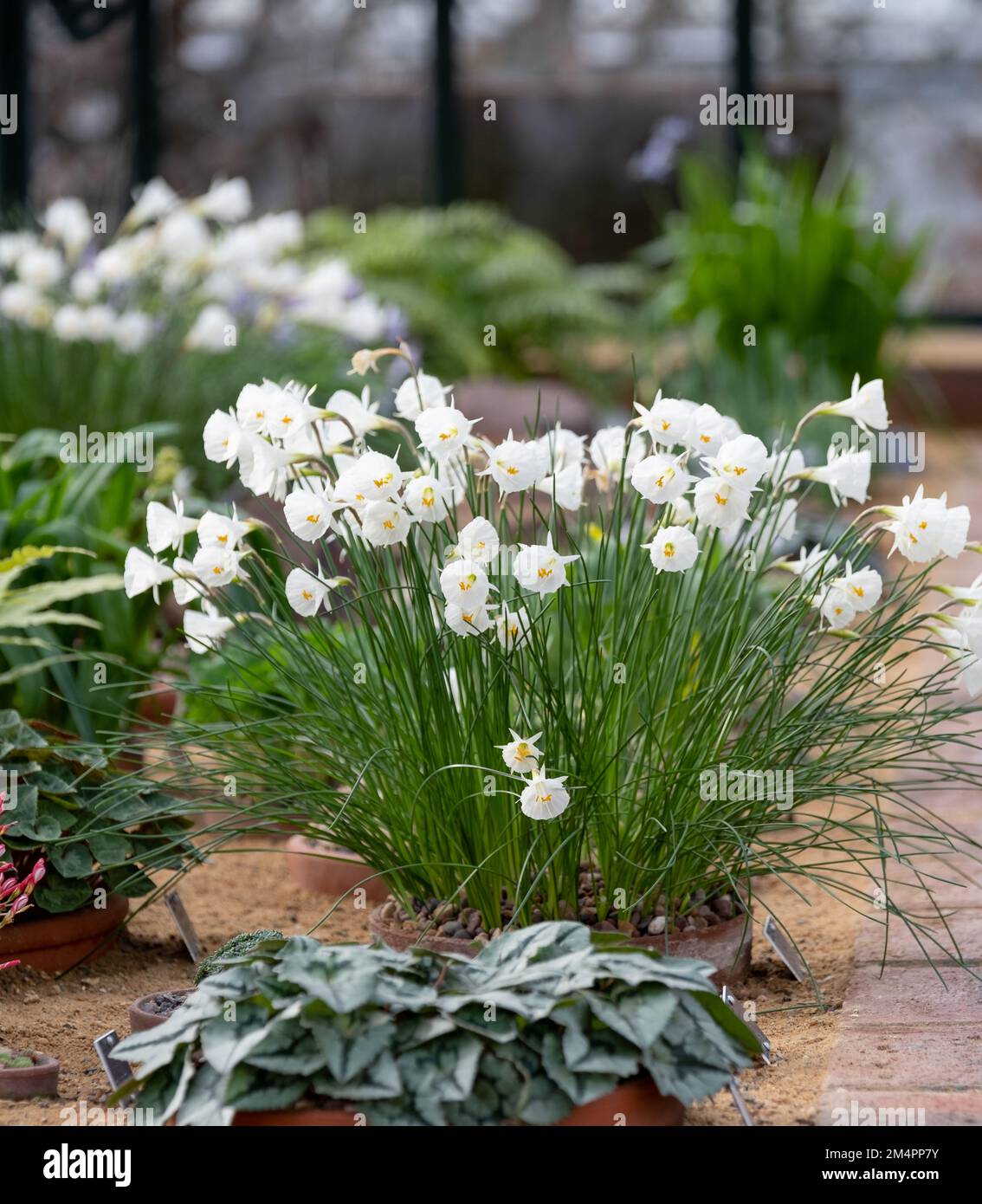 Trompetenförmige Bulbocodium-Blüten von Narcissus, fotografiert im alpinen Gewächshaus bei RHS Wisley Gardens, Surrey, Großbritannien. Stockfoto