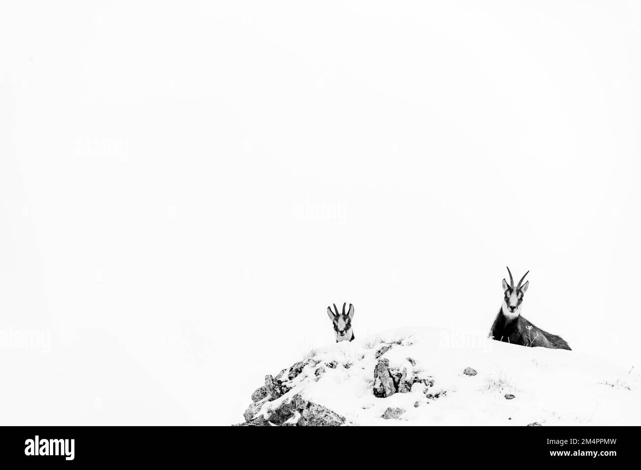 Chamois (Rupicapra rupicapra) auf einem schneebedeckten Bergkamm, Reutte, Ausserfern, Tirol, Österreich Stockfoto
