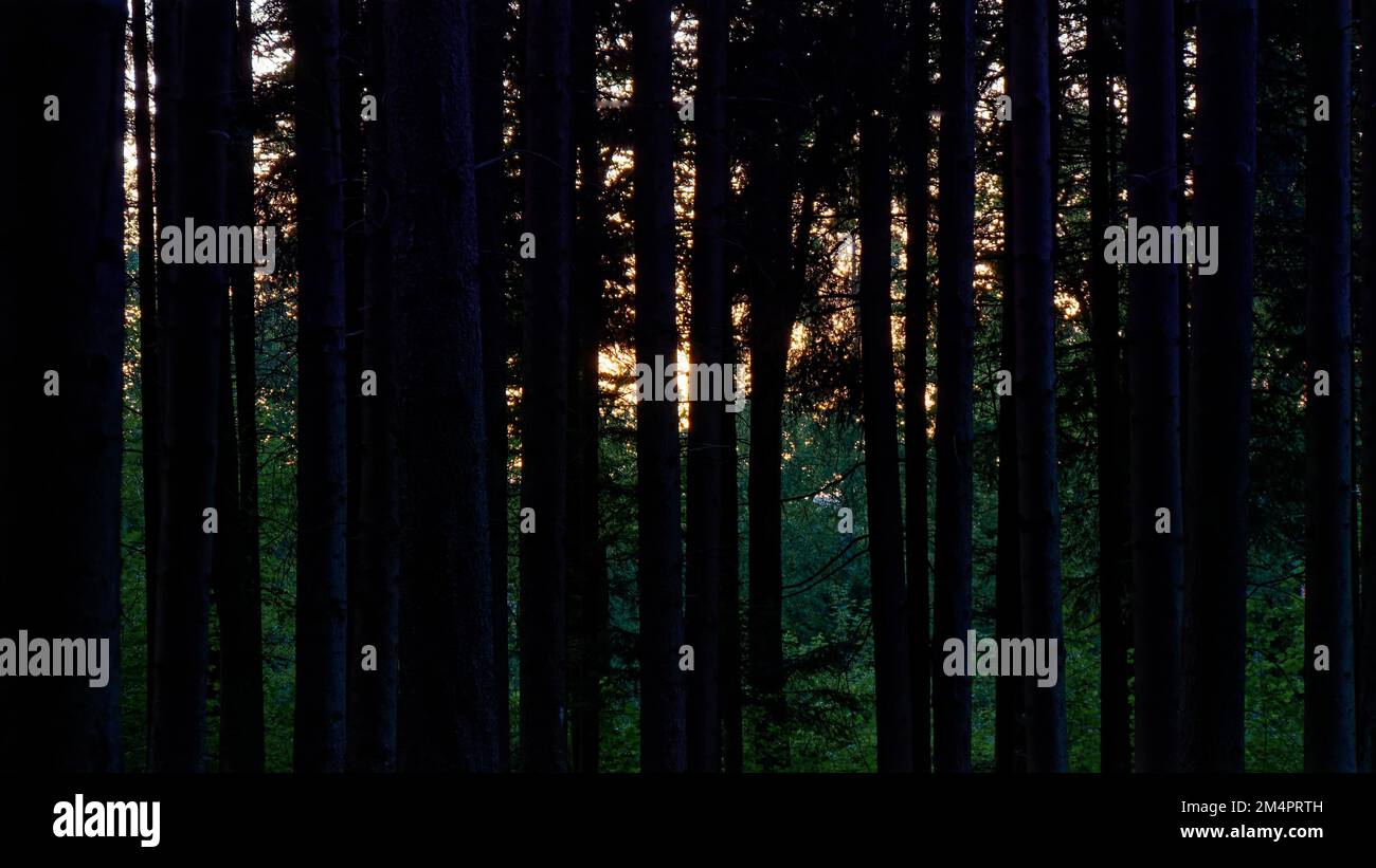 Nachtaufnahme, Baumstämme im Wald Stockfoto