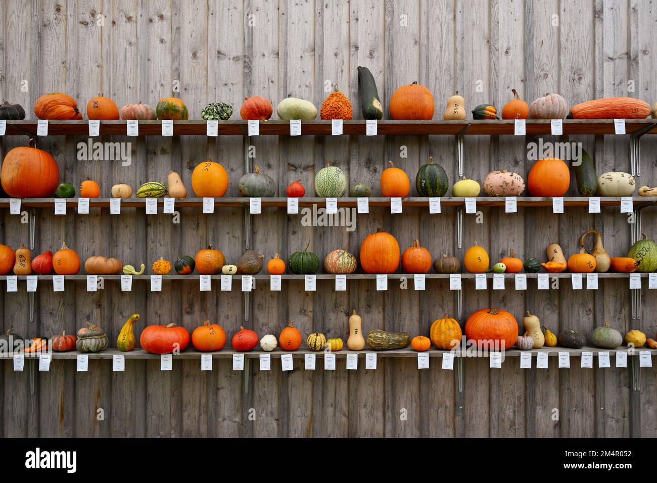 Cucurbita species -Fotos und -Bildmaterial in hoher Auflösung – Alamy