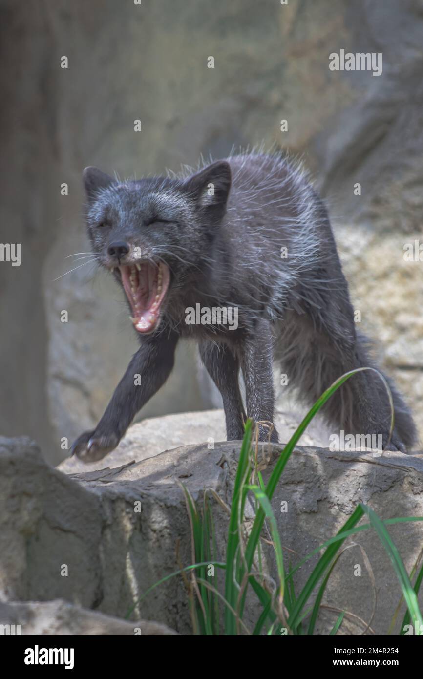 Eine Nahaufnahme eines gähnenden Fuchses im Zoo Hellabrunn, München Stockfoto
