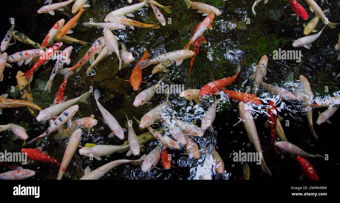 Koi-Fische, Cyprinus caprio, Cyprinus rubrofuscus schwimmen mit Reflexionen und kleinen Wellen an der Oberfläche. Niemand. Wildtiere Stockfoto