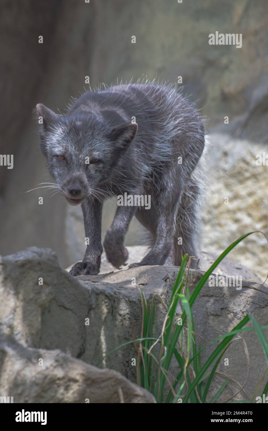 Ein selektiver Fokusschuss eines Graufuchs im Zoo Hellabrunn in München Stockfoto