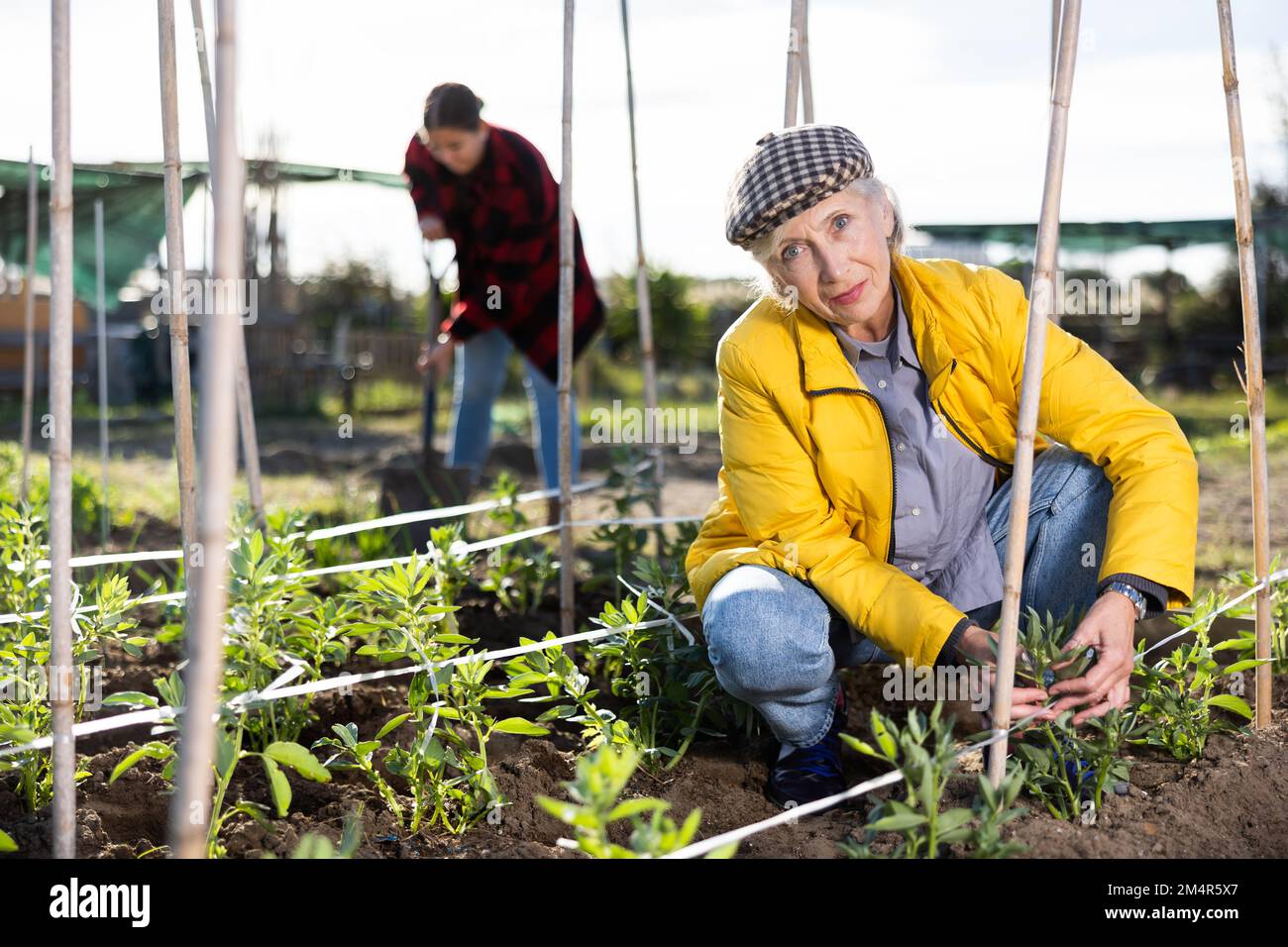 Reife Frau, die eine Schnur an Bambusstbchen bindet, um das  Pflanzenwachstum im Garten zu verbessern Stockfotografie - Alamy