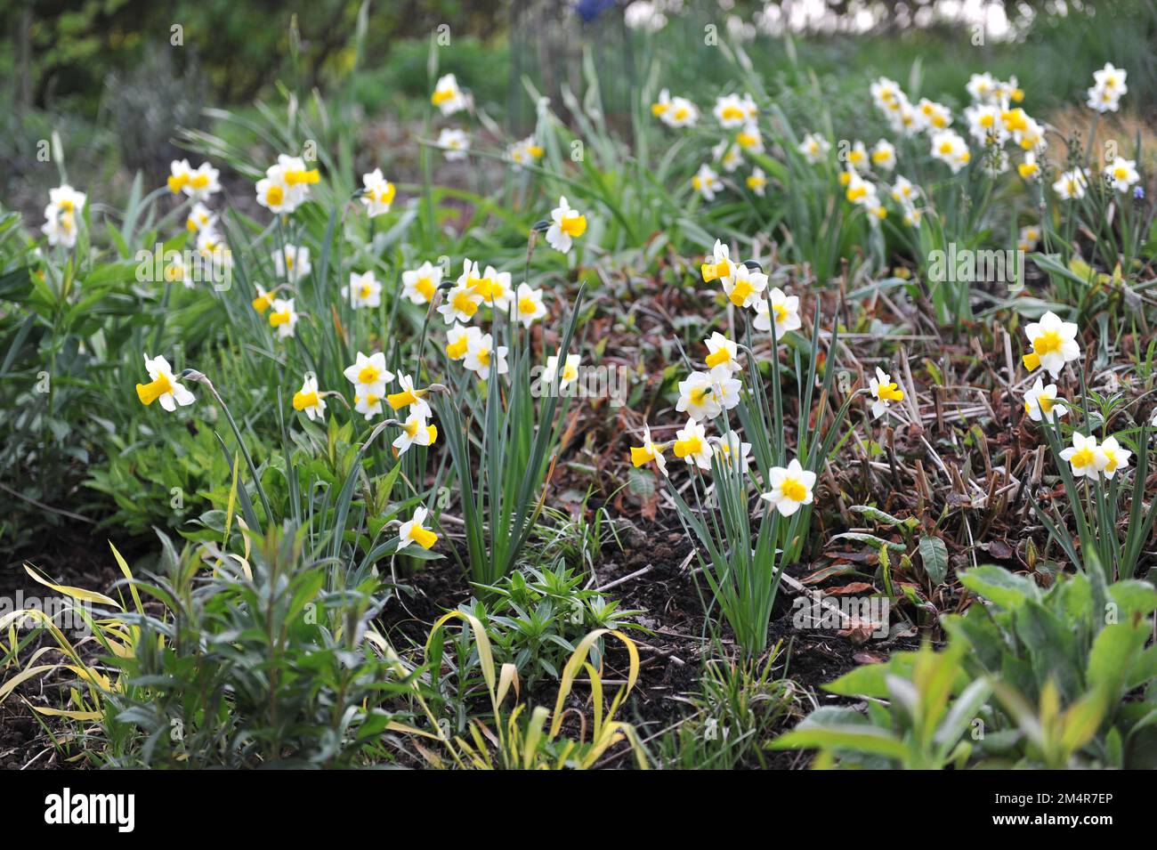 Gelb-weiße Jonquilla und Apodanthus Narzissen (Narcissus) Golden Echo blühen im Mai in einem Garten Stockfoto