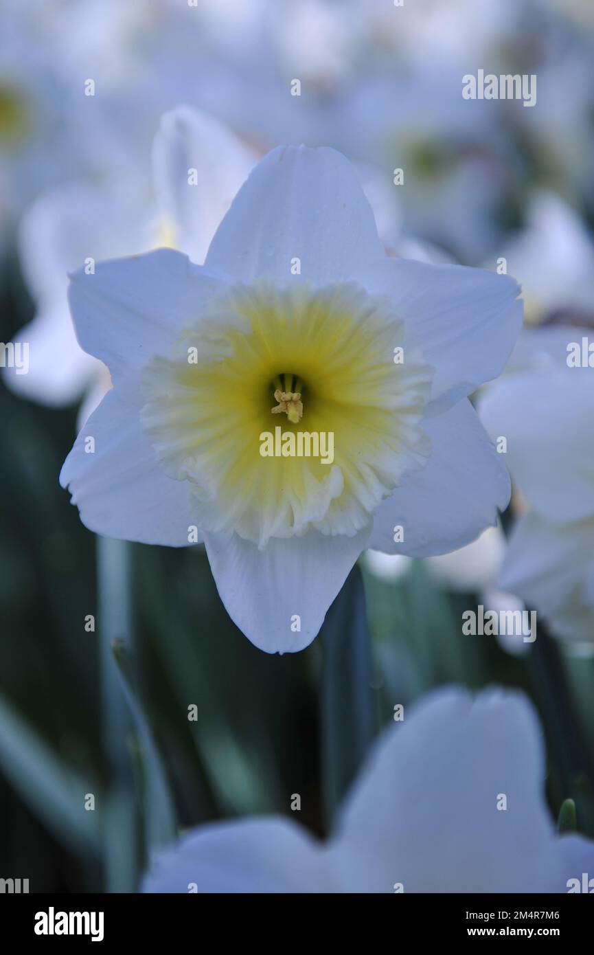 Im April blühen in einem Garten weiße und gelbe Narzissen (Narcissus) Stockfoto