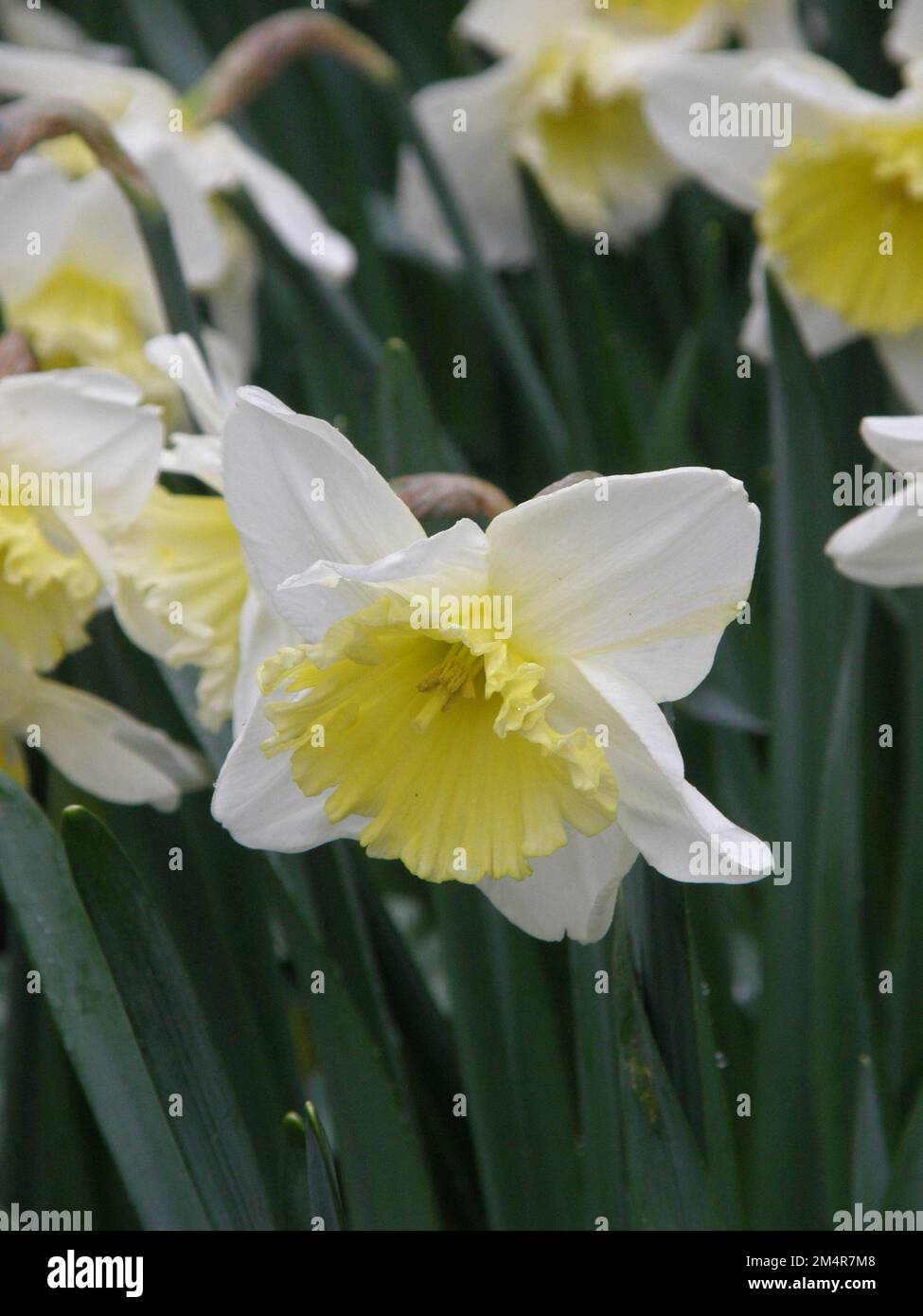 Im März blühen in einem Garten weiße und gelbe Narzissen (Narcissus) Stockfoto
