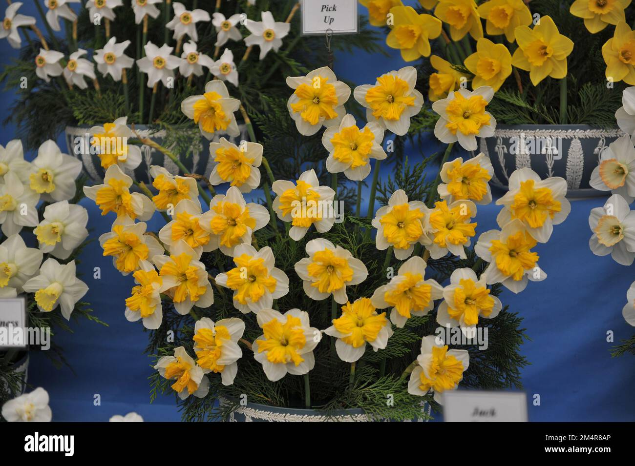 Ein Strauß weißer und gelber Narzissen mit geteilter Schüssel wird im Mai auf einer Ausstellung gezeigt Stockfoto