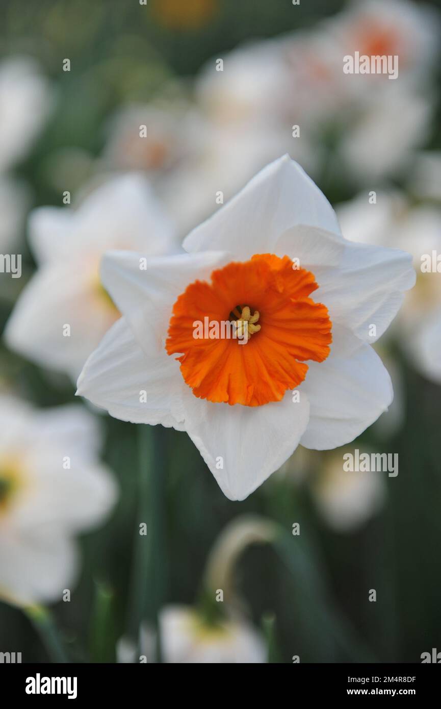 Weiß-orange Narzissen (Narzissen) Professor Einstein blühen im April in einem Garten Stockfoto