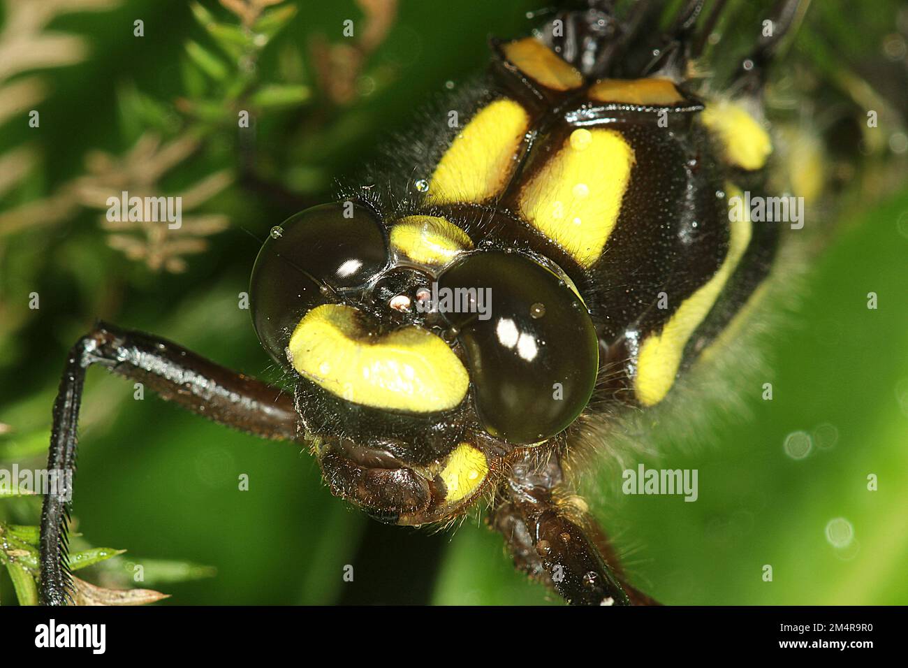 Carove-Riesenbarsch-Libelle (Uropetala carovei) Stockfoto