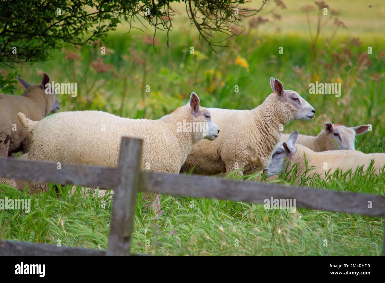 Schafe grasen im Sommer auf einem Feld Stockfoto