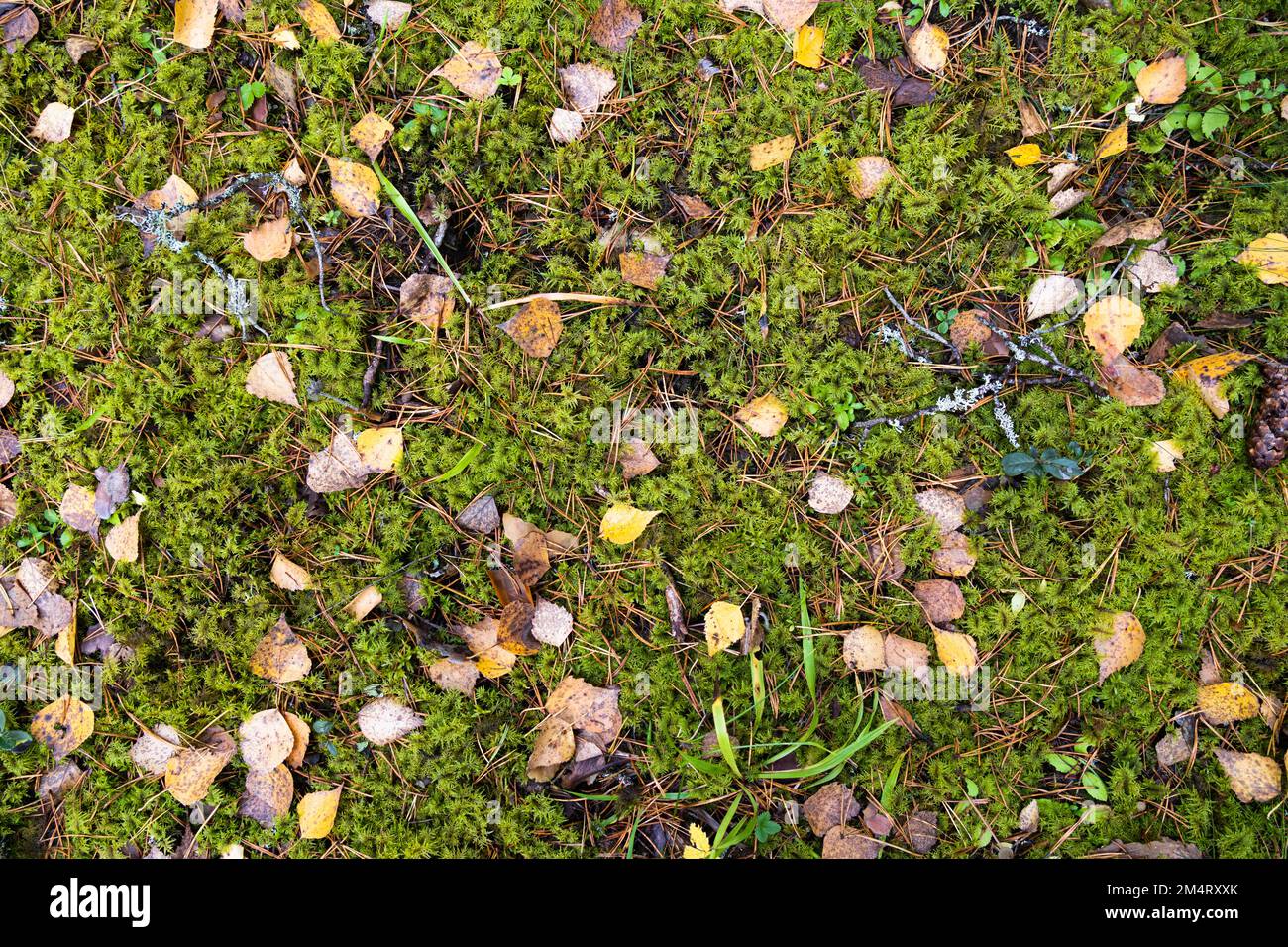 Textur von Moos und gefallenen Blättern. Hintergrund Herbst Stockfoto
