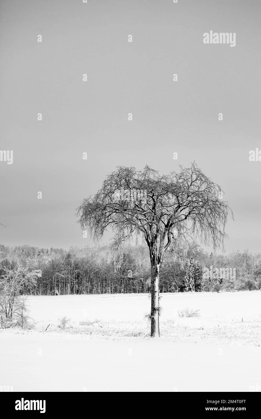 Eine Ulme inmitten eines schneebedeckten Feldes in Schwarz-Weiß, vertikal Stockfoto