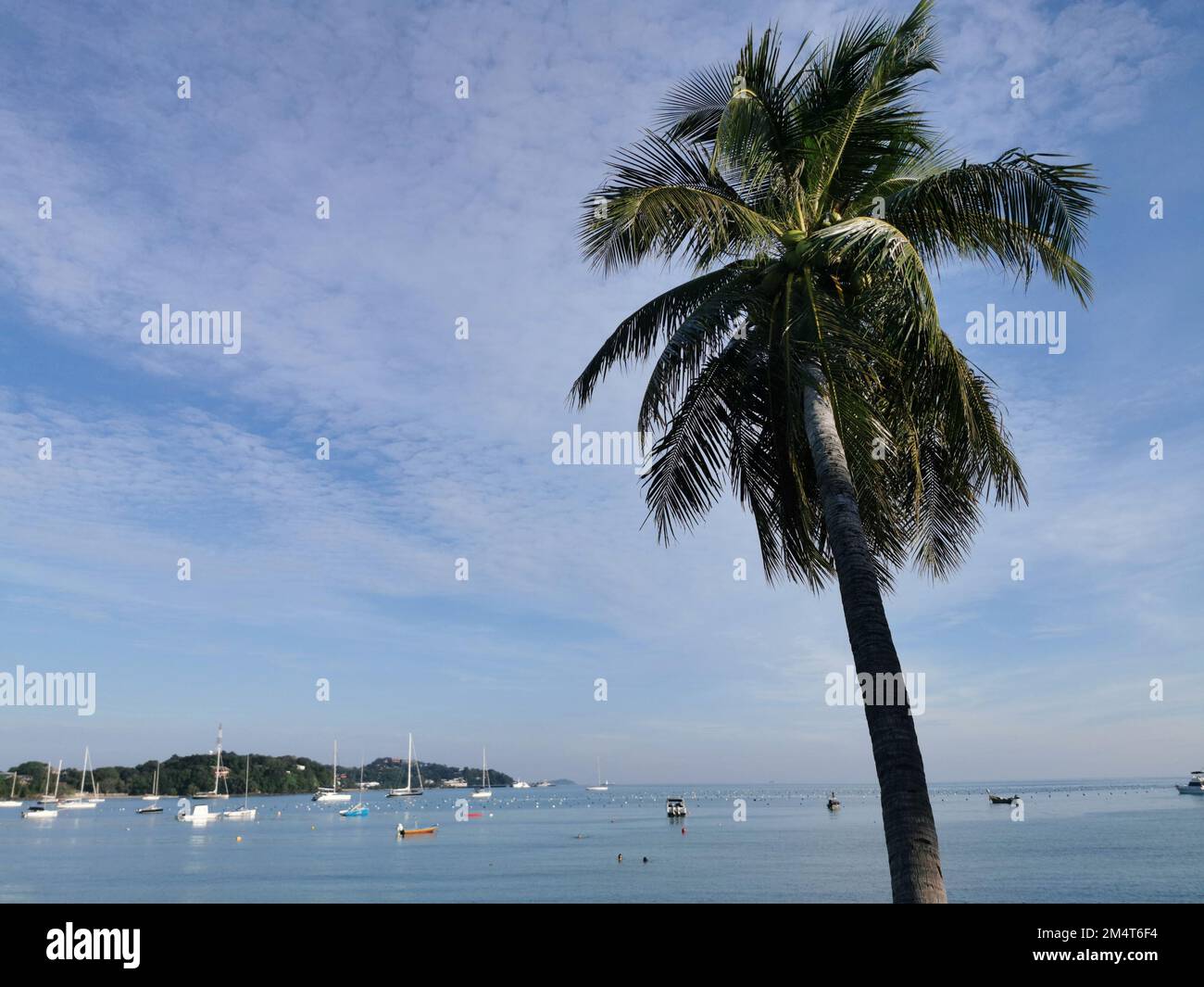 Eine Kokospalme in Ao Yon Beach, Phuket, Thailand. Sommerurlaub auf tropischer Insel, Südostasien. Stockfoto