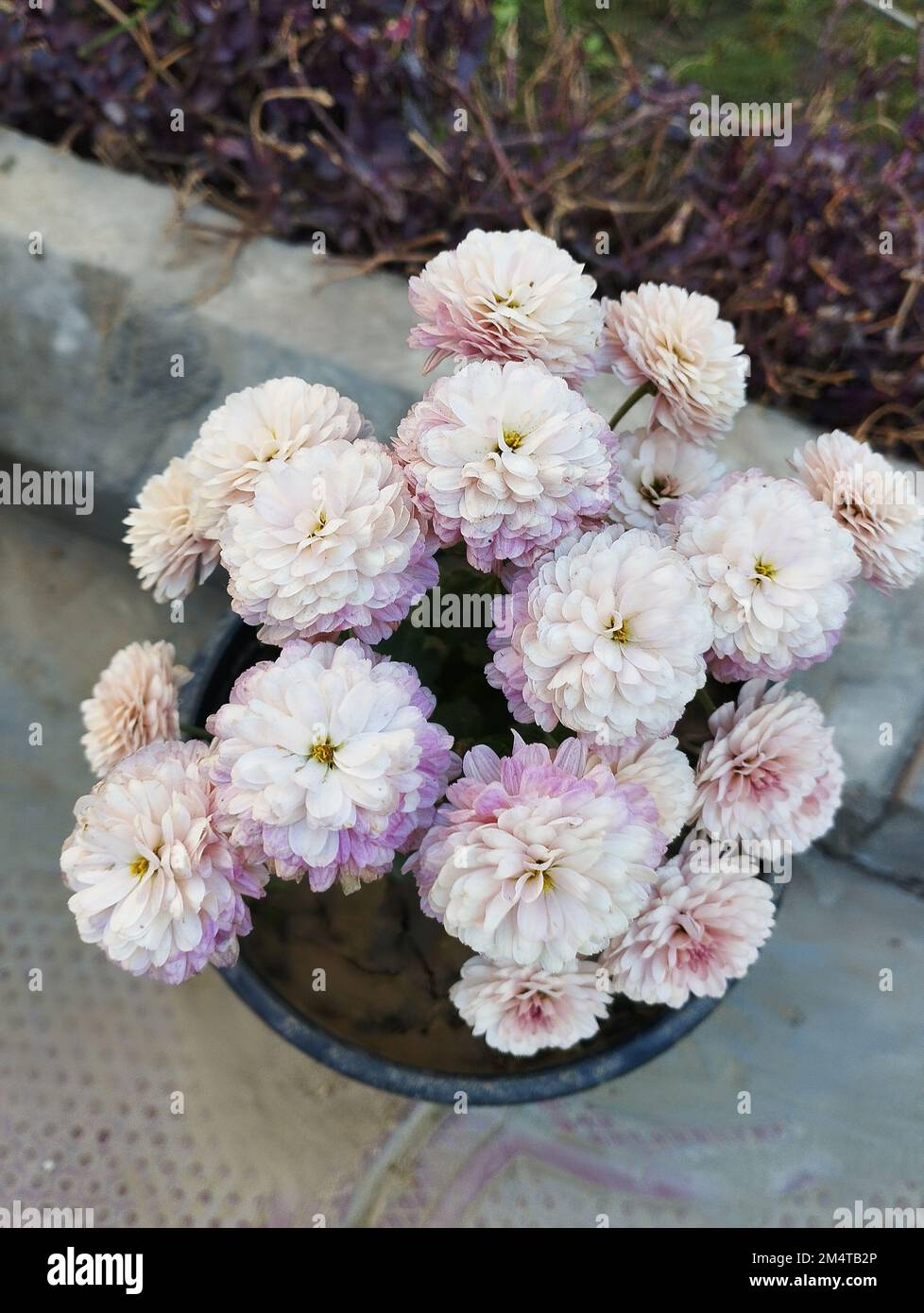 Weißes und rosafarbenes Chrysanthemum im Garten Stockfoto