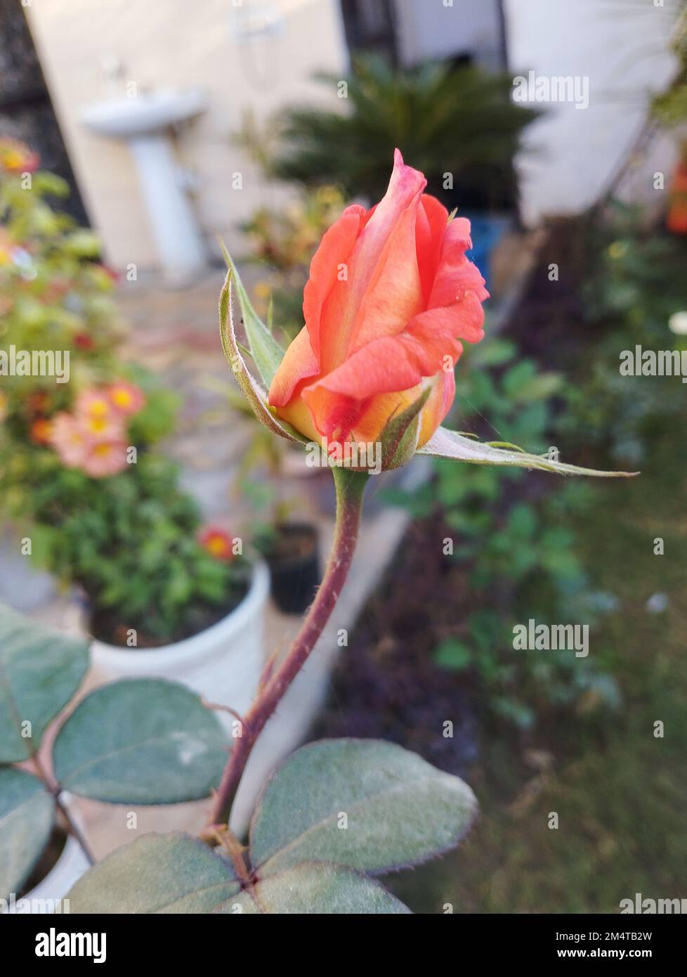 Wunderschöne rote Blütenknospe im Garten Stockfoto