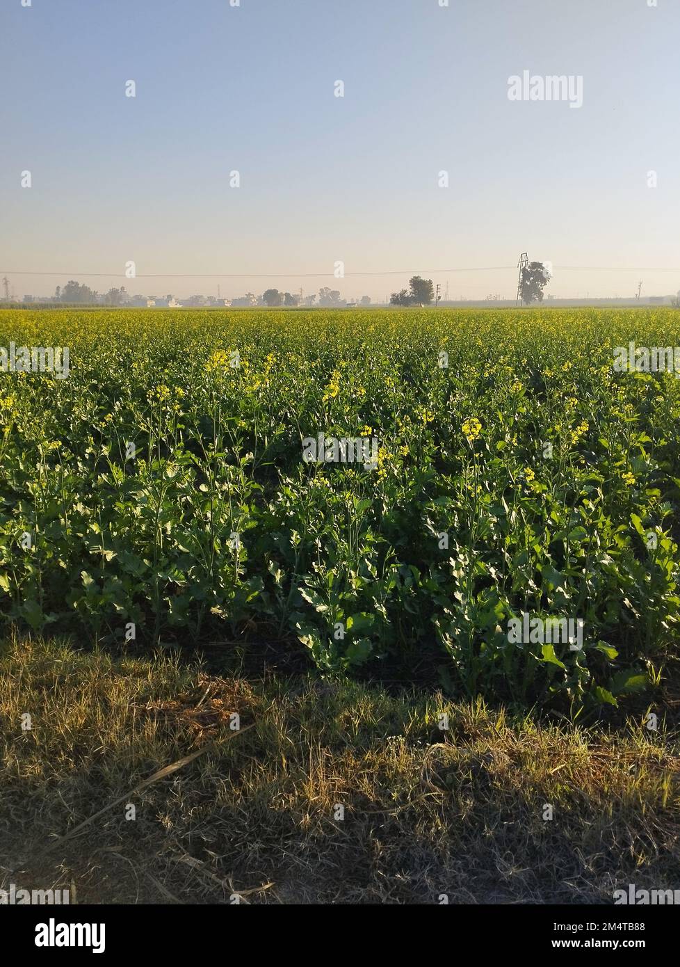Senfblütengrünes Feld am Morgen Stockfoto