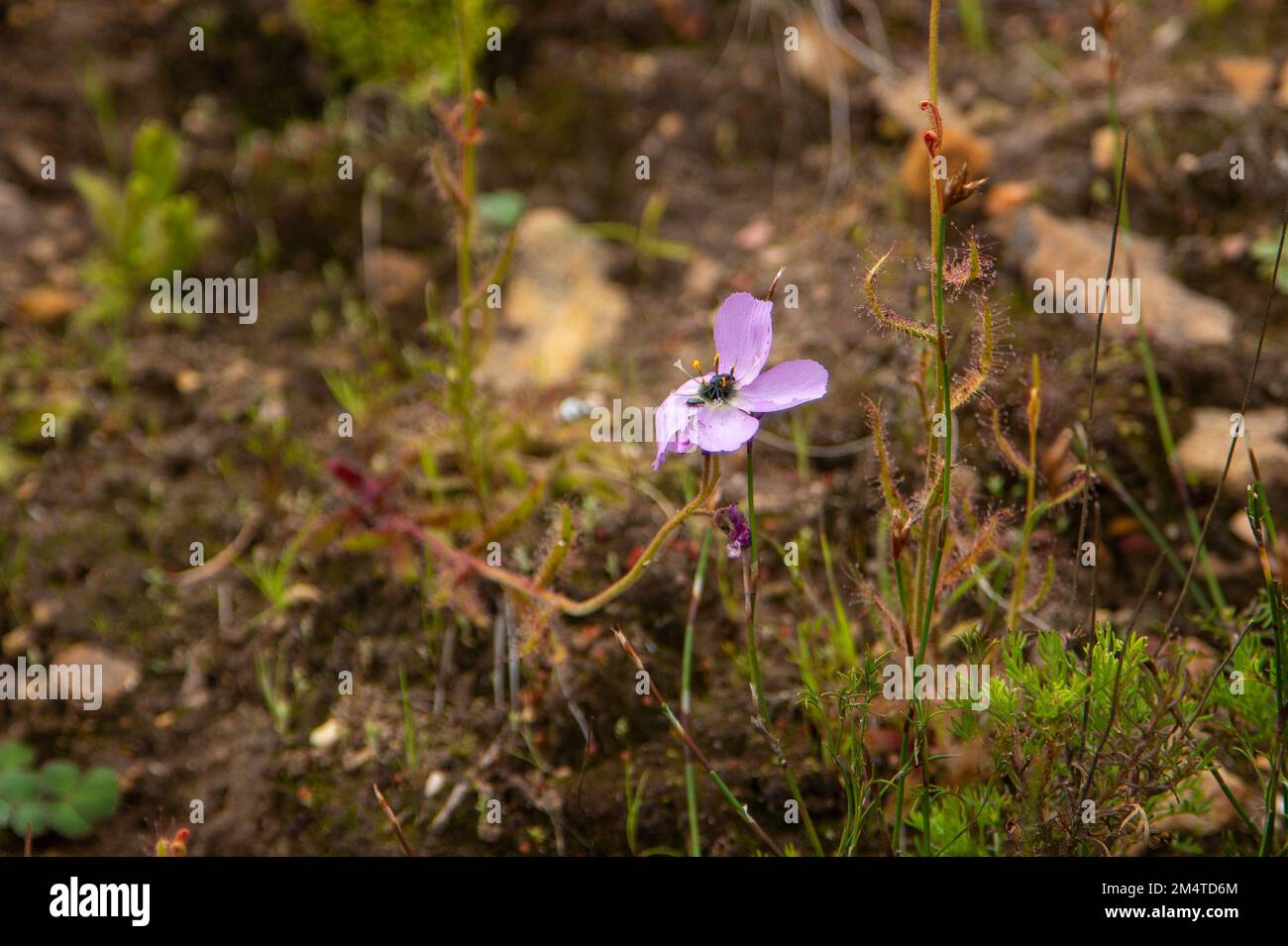 Drosera cistiflora mit Blüten im natürlichen Lebensraum Stockfoto