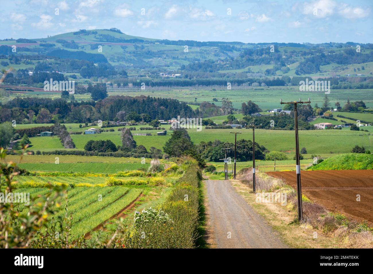 Straße durch Felder in Pukekohe, einem Marktgärtnergebiet südlich von Auckland, North Island, Neuseeland Stockfoto