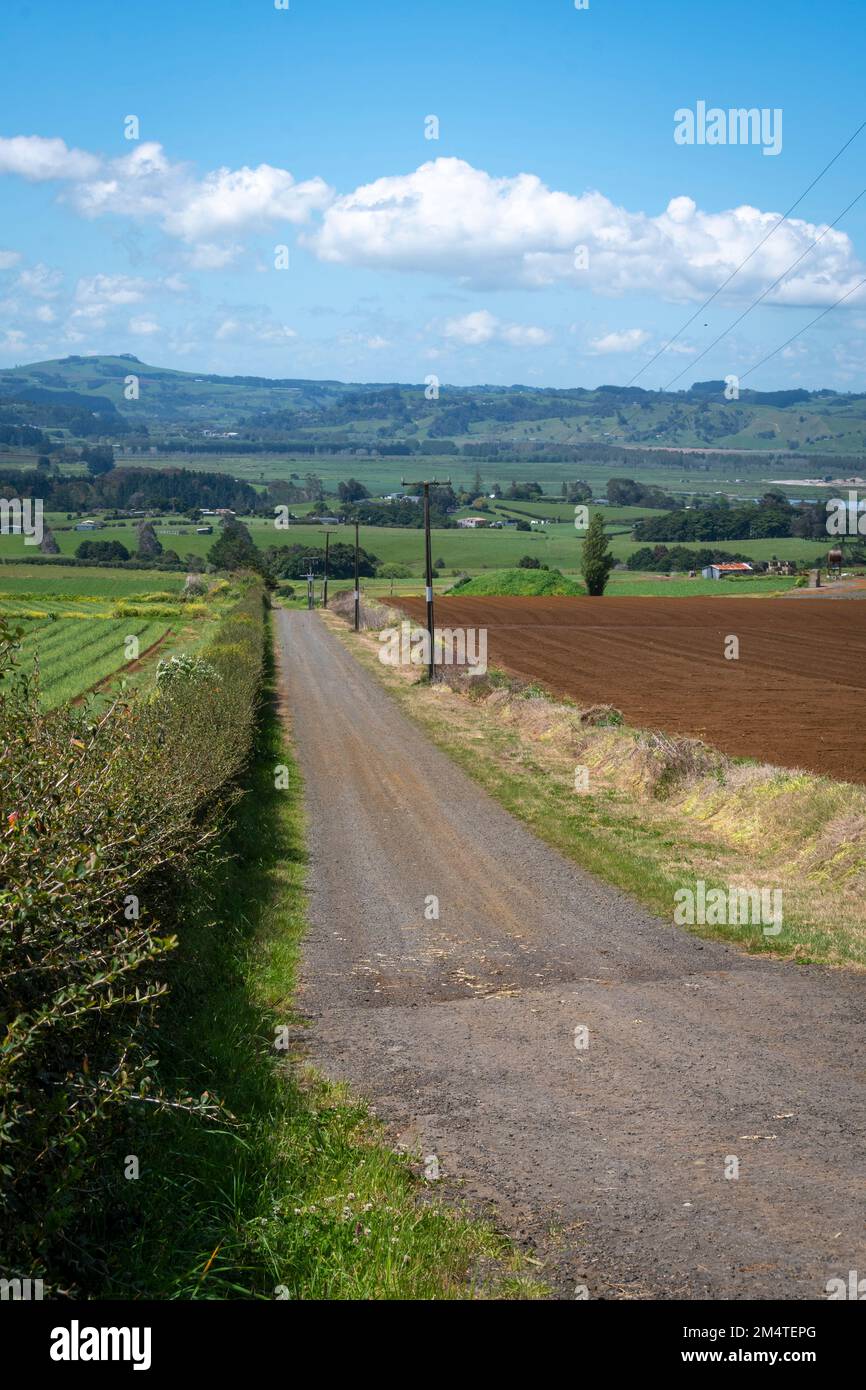 Straße durch Felder in Pukekohe, einem Marktgärtnergebiet südlich von Auckland, North Island, Neuseeland Stockfoto