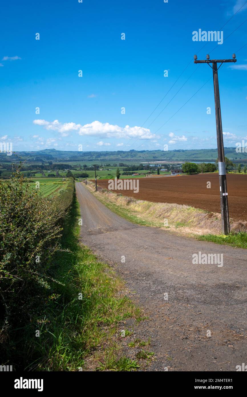 Straße durch Felder in Pukekohe, einem Marktgärtnergebiet südlich von Auckland, North Island, Neuseeland Stockfoto