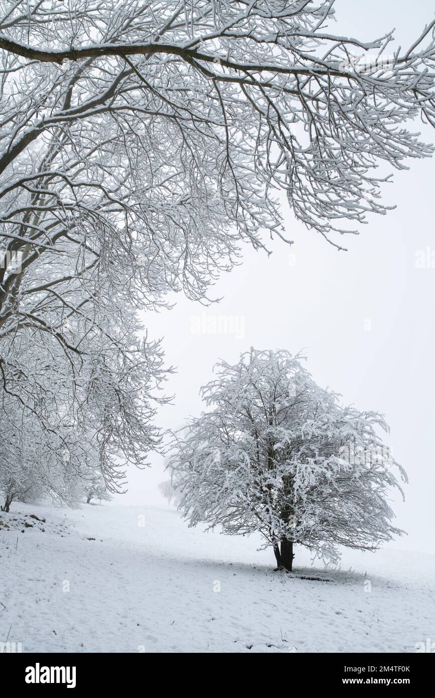 Bäume im Schnee und Nebel am Broadway Hill entlang der cotswold Way. Broadway, Cotswolds, Worcestershire, England Stockfoto