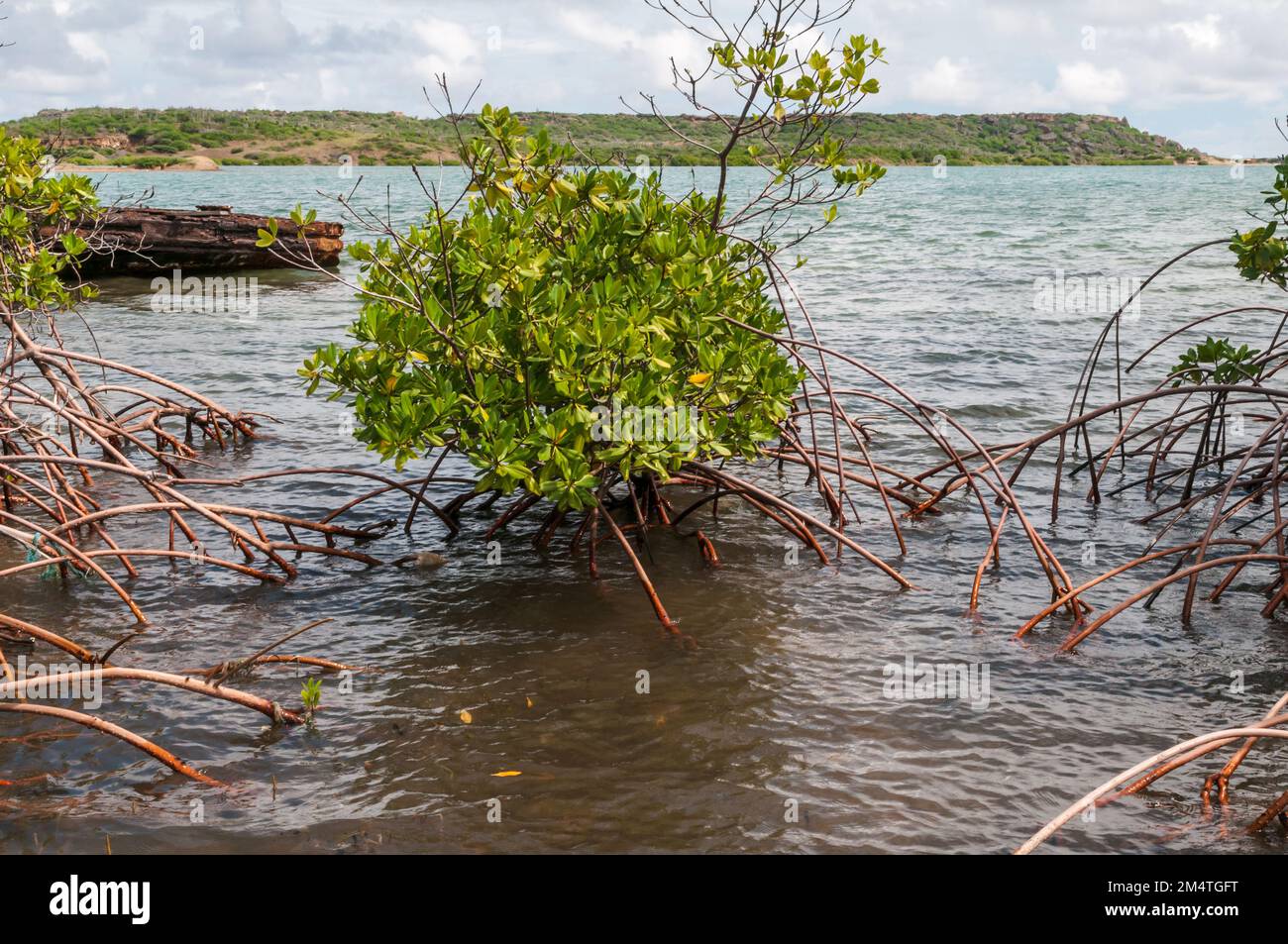 Mangrovenbäume mit ihren vielen atmenden Wurzeln wachsen entlang der Ufer des St. Joris Bay in Curacao. Stockfoto