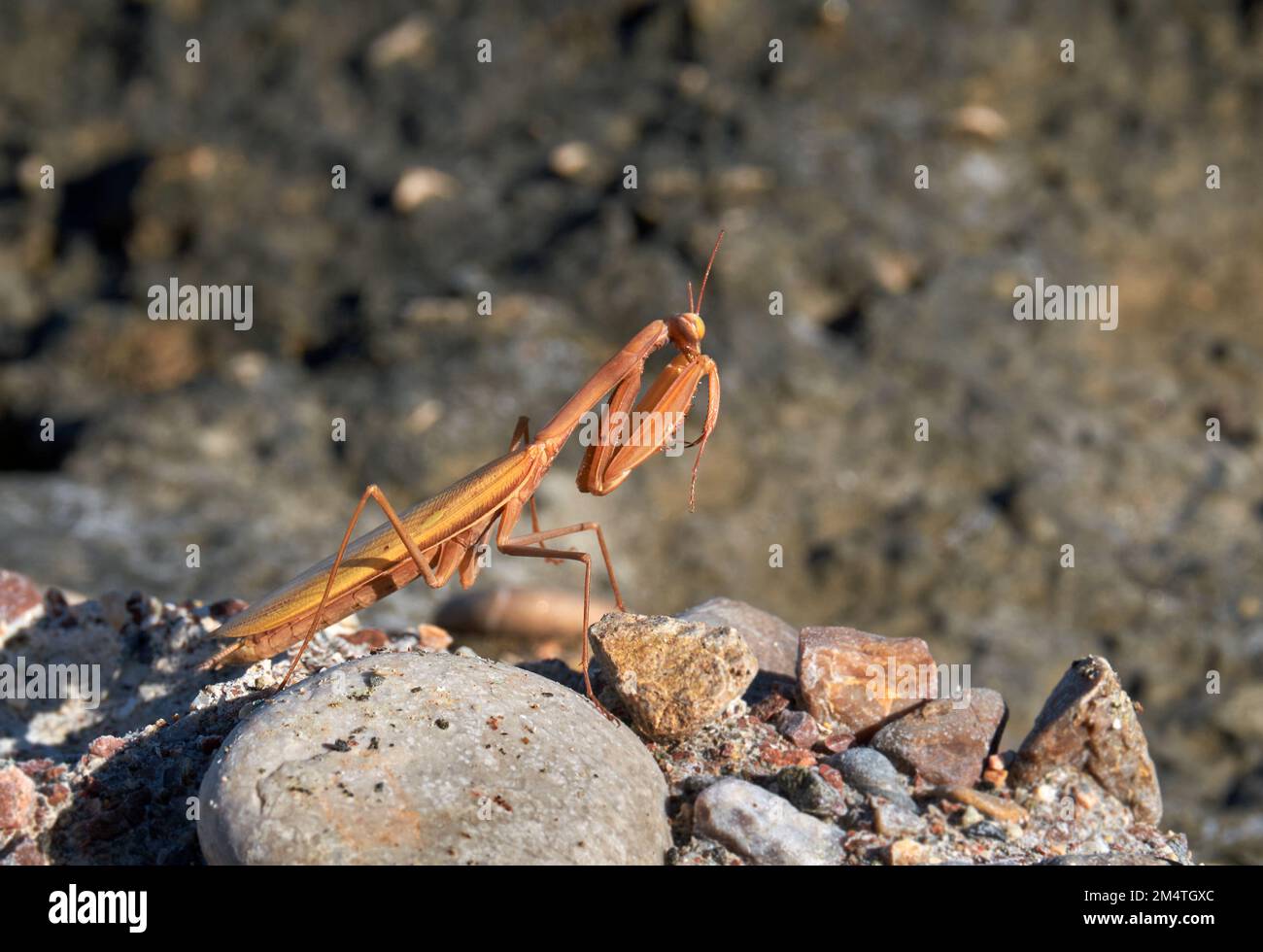 Mantis betet, Mantis Religiosa wartet in der Sonne, Griechenland Stockfoto