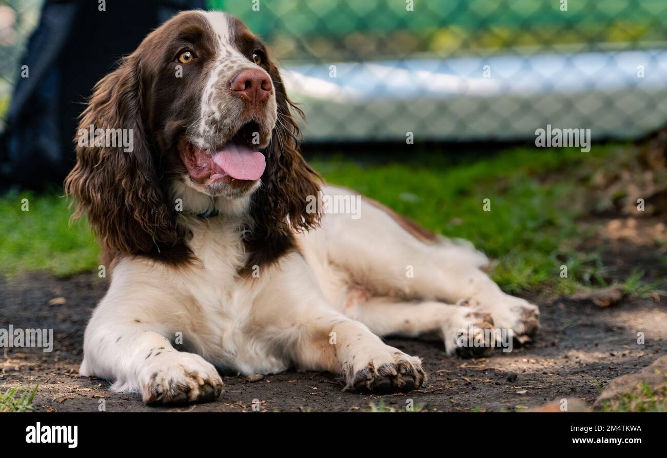 Englischer Springer Spaniel, der auf dem Dreck liegt Stockfoto
