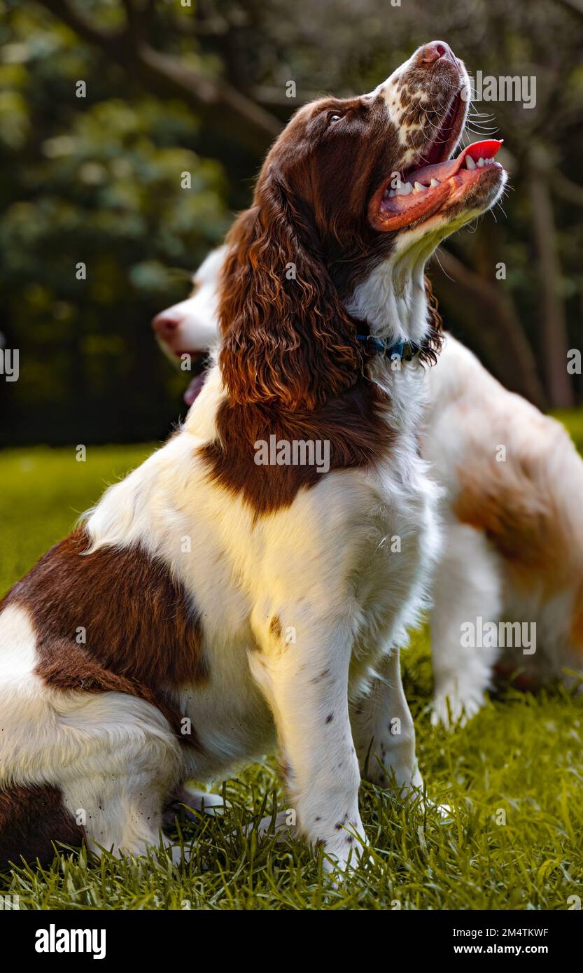 Englischer Springer Spaniel sitzt in einem Park Stockfoto