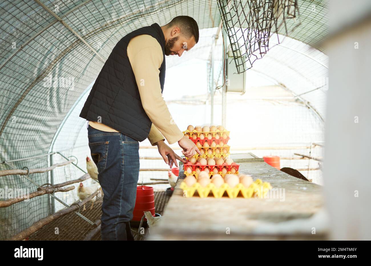 Hühnerzüchter, Eier und Mensch auf dem Bauernhof in der Scheune, die die Bewertung der Eierqualität, die Organisation des Tabletts und die Entnahme prüfen. Ernte, Landwirtschaft und Geflügel Stockfoto