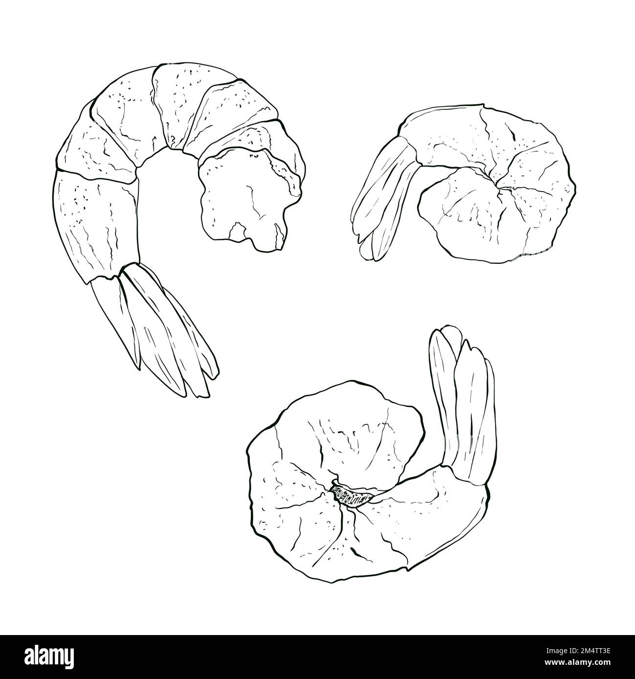 Abbildung einer Handzeichnung von Garnelen. Isoliert auf weißem Hintergrund. Meeresfrüchte Stockfoto