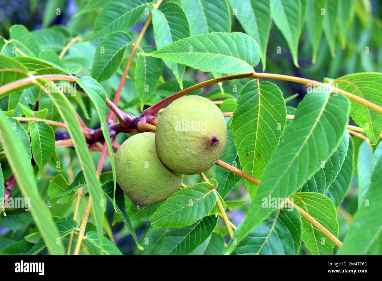 Juglans nigra, die ostamerikanische schwarze Walnuss mit Früchten Stockfoto