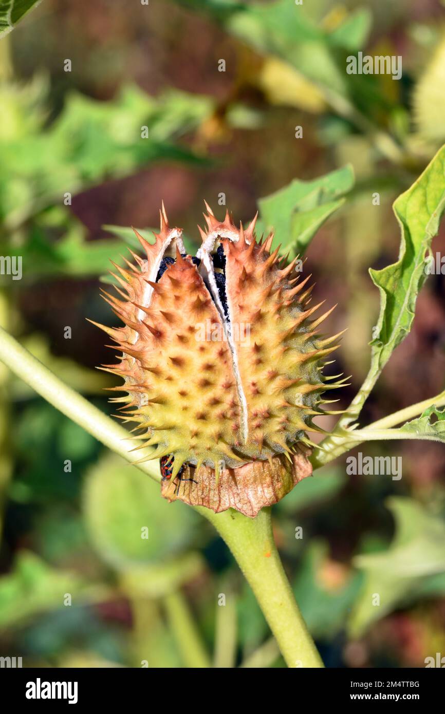 Früchte und Samen des Jimson-Unkrauts (Datura stramonium), einer toxischen und halluzinogenen Pflanze Stockfoto