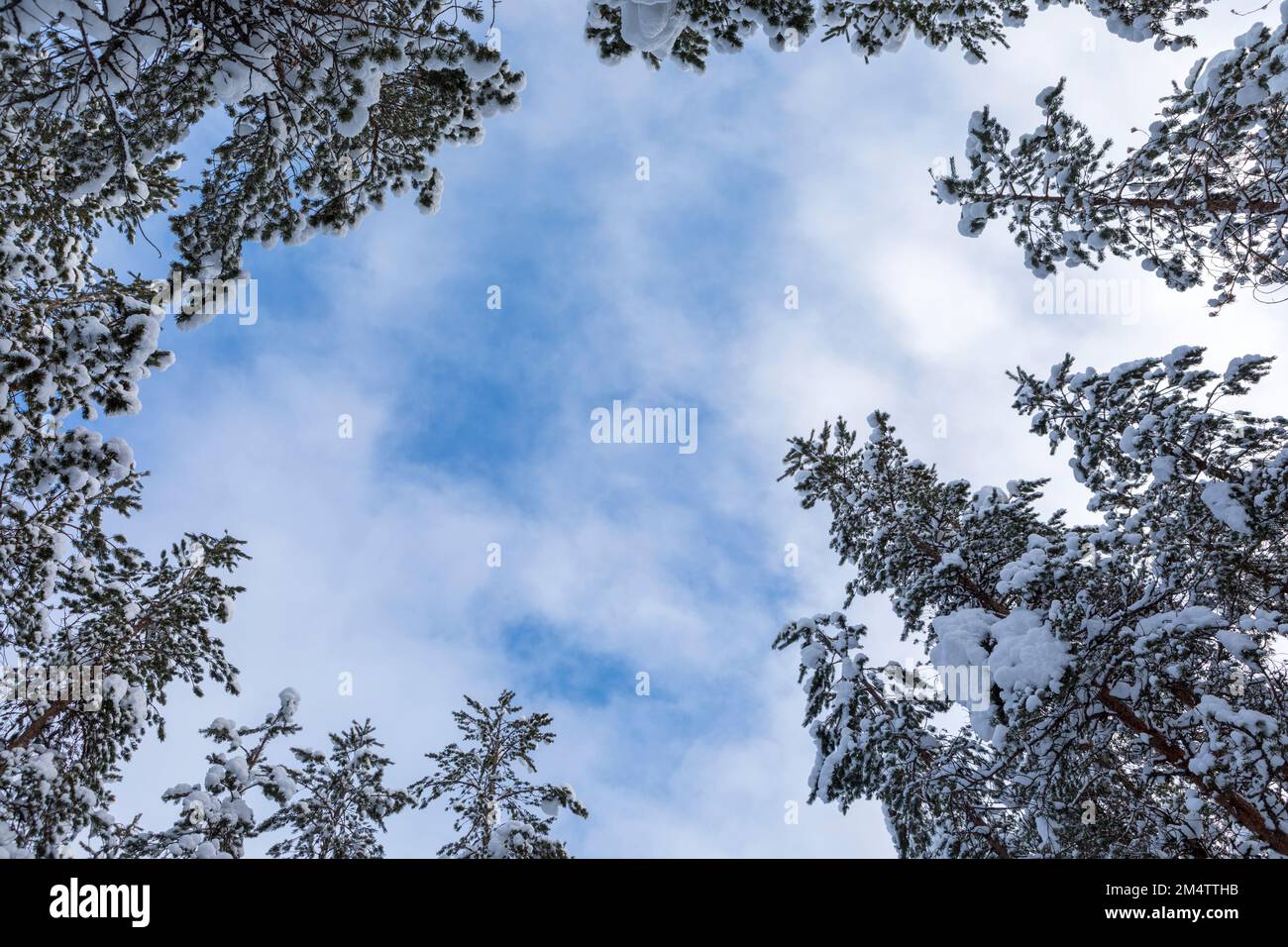 Baumwipfel und blauer Himmel an einem Wintertag in Finnland Stockfoto