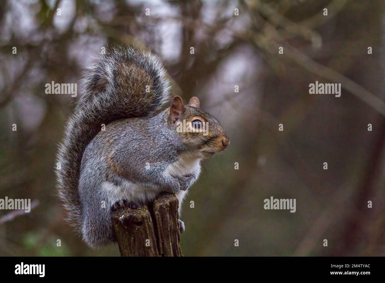 Graues Eichhörnchen sciurus carolinensis hoch oben auf Baumstumpf, graues und rötlich-braunes Gefieder mit weißer Unterseite große buschige Schwanzbedeckungen hinten Stockfoto