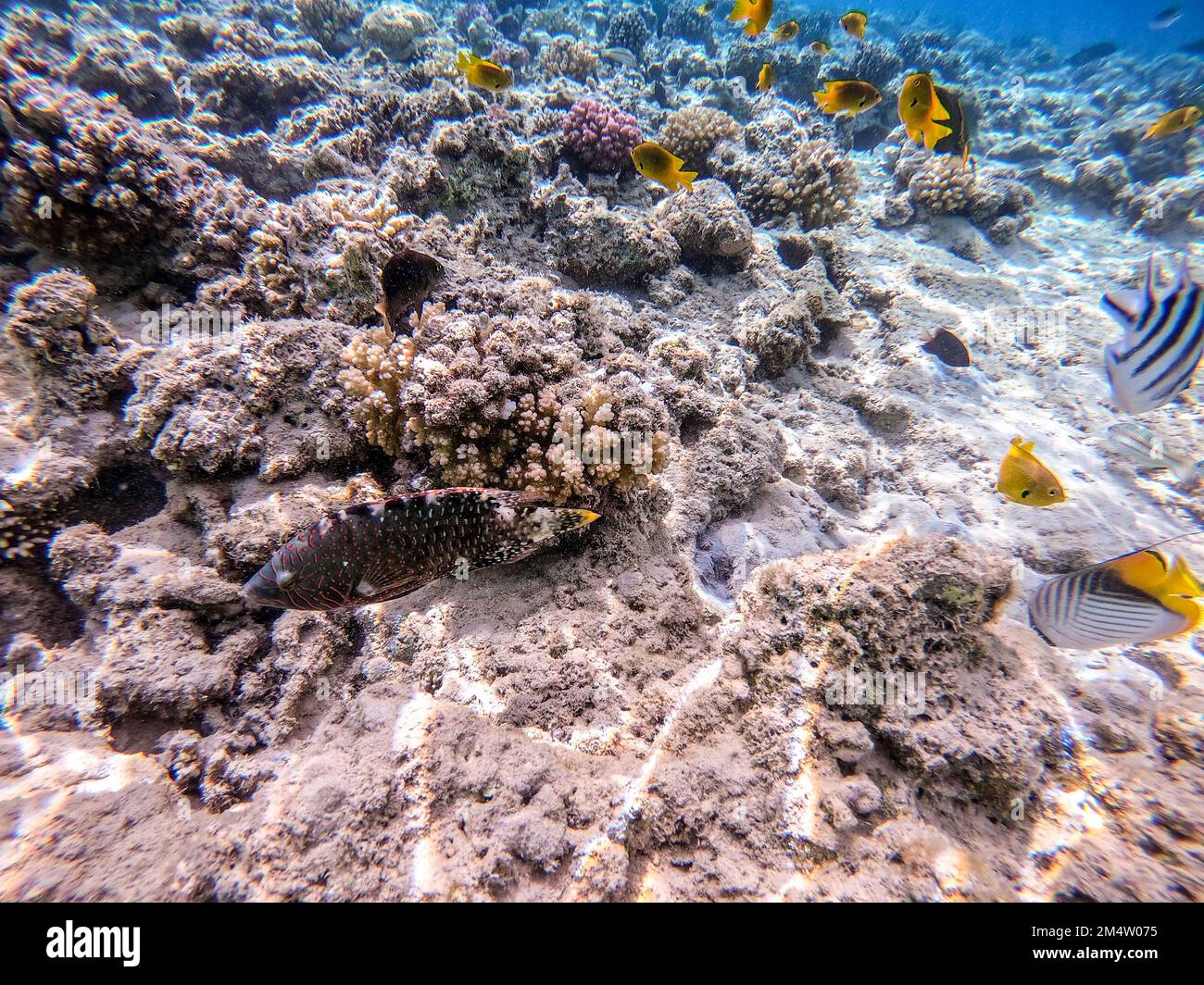 Tropischer Abudjubbe-Lippfisch, bekannt als Cheilinus abudjubbe unter Wasser am Korallenriff. Unterwasserleben von Riff mit Korallen und tropischen Fischen. Coral Re Stockfoto