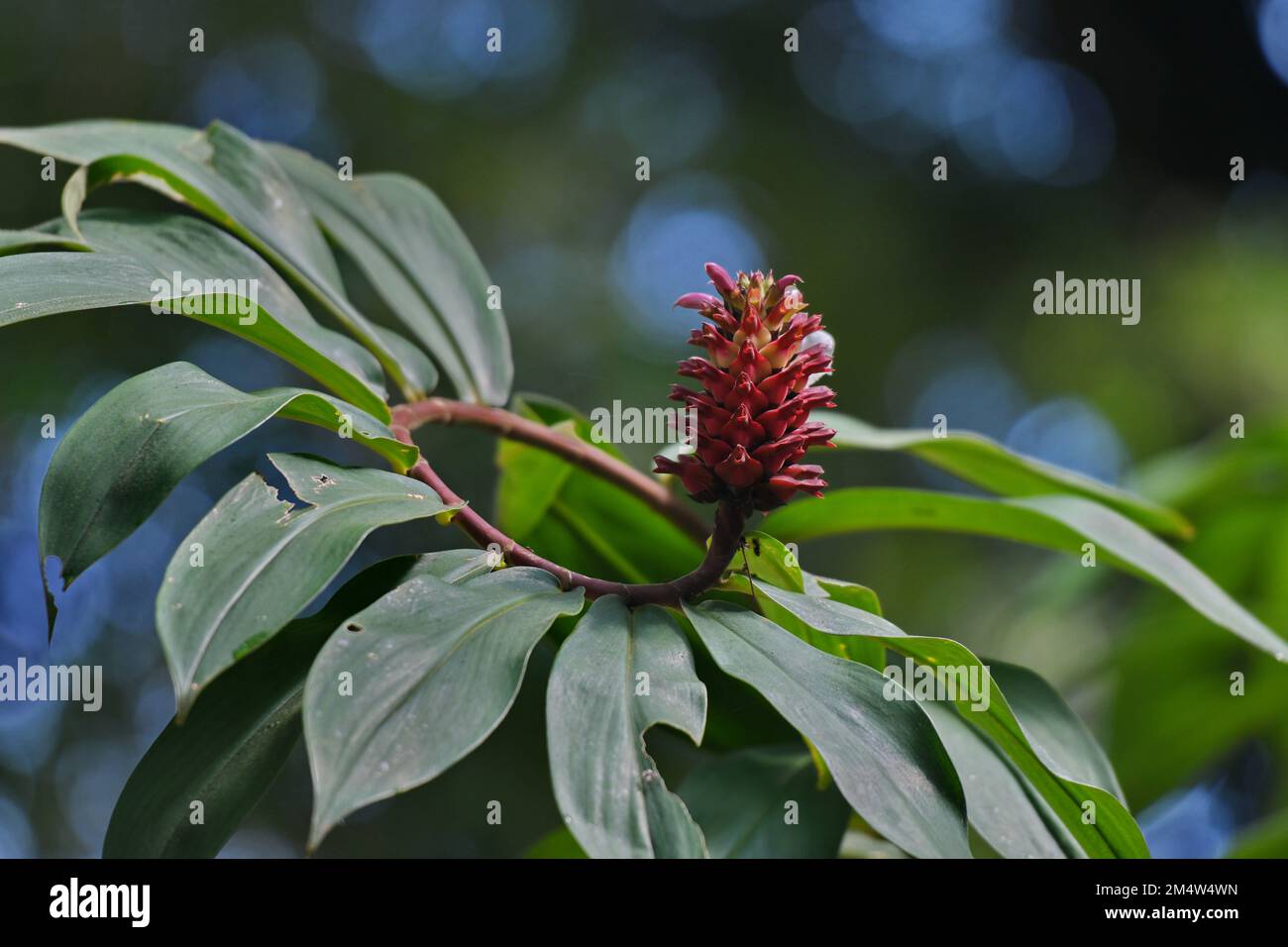 Wilder Krepe Ginger Blütenpüree an der Spitze spiralförmiger Stiel in einem Mountainbike-Park in einem Wald in Kuching, Sarawak. Stockfoto